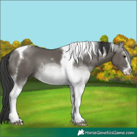 Horse Color:Grullo Sabino Tobiano