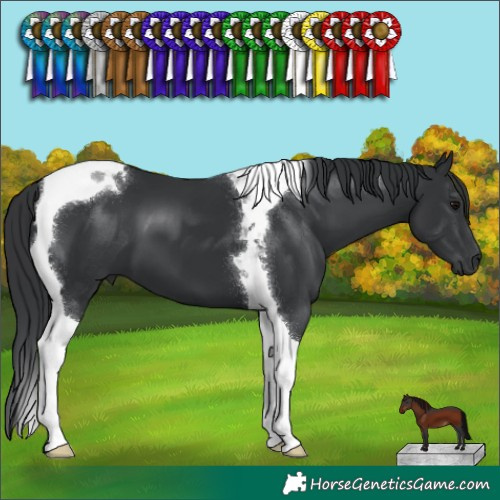 Horse Color:Black Tobiano 