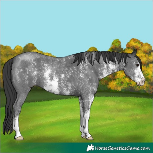 Horse Color:Black Sabino