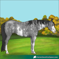 Horse Color:Black Sabino 