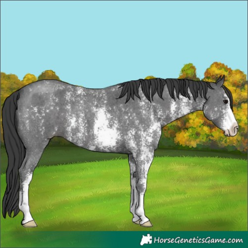 Horse Color:Black Sabino 