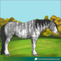 Horse Color:Black Sabino 