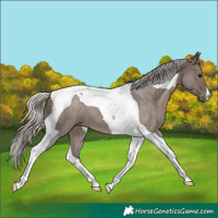 Horse Color:Silver Blue Roan Tobiano 