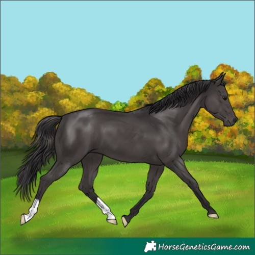 Horse Color:Smoky Black 