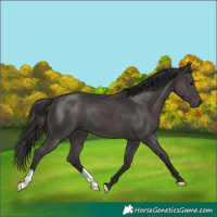 Horse Color:Smoky Black 