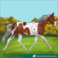 Horse Color:Silver Brown Sabino Tobiano