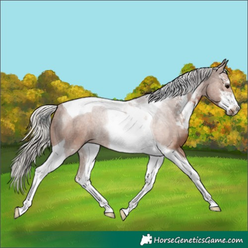 Horse Color:Silver Black Sabino Tobiano 