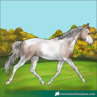Horse Color:Silver Black Sabino Tobiano 