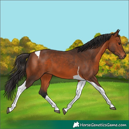 Horse Color:Bay Tobiano 