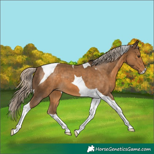 Horse Color:Chocolate Palomino Tobiano 