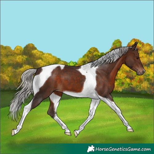 Horse Color:Silver Brown Tobiano 