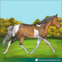 Horse Color:Silver Buckskin Tobiano 