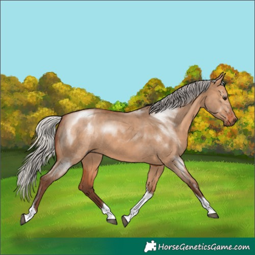Horse Color:Silver Bay Dun Tobiano 