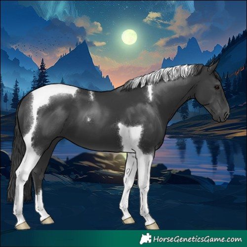 Horse Color:Black Tobiano 