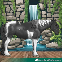 Horse Color:Black Tobiano 