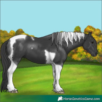 Horse Color:Black Tobiano 