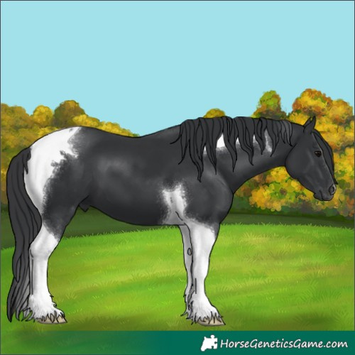 Horse Color:Black Tobiano 