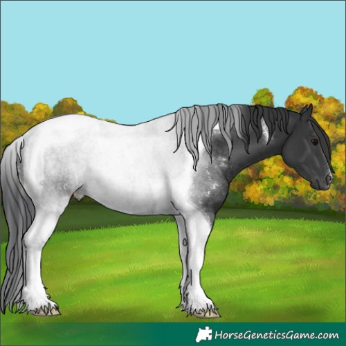 Horse Color:Black Tobiano Rabicano 