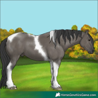 Horse Color:Grullo Tobiano