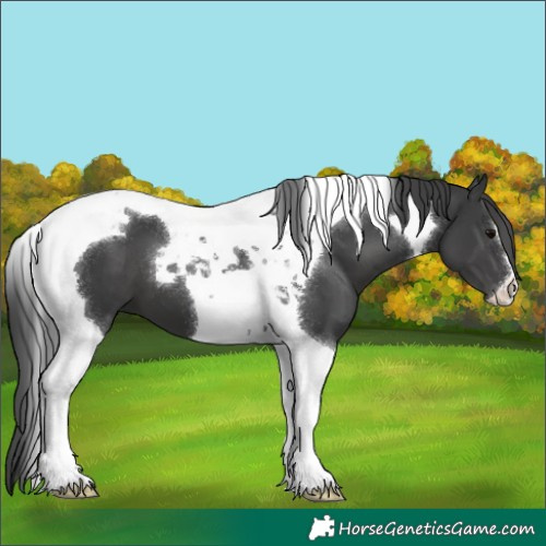 Horse Color:Black Tobiano 
