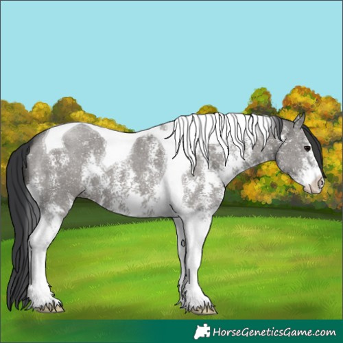 Horse Color:Grullo Sabino Tobiano 