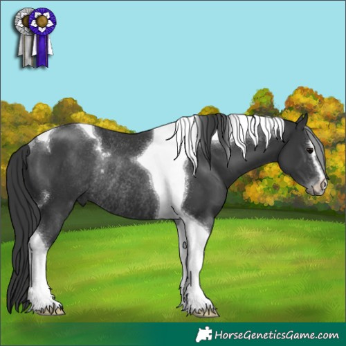 Horse Color:Black Sabino Tobiano Rabicano 