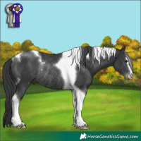 Horse Color:Black Sabino Tobiano Rabicano