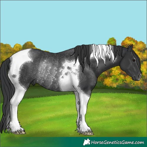 Horse Color:Black Tobiano Rabicano 