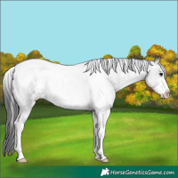 Horse Color:Black Sabino Tobiano 