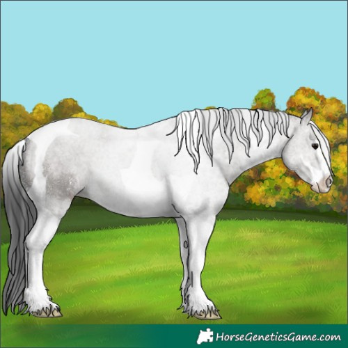 Horse Color:Grullo Sabino Tobiano 