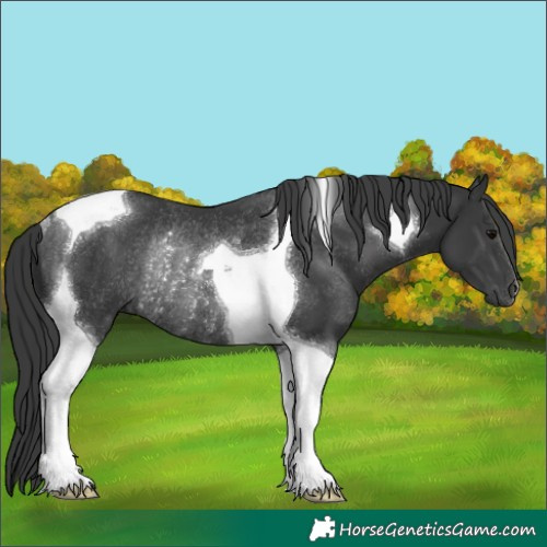 Horse Color:Black Tobiano Rabicano 