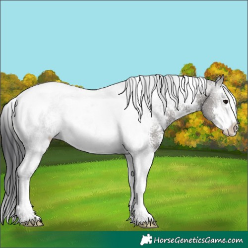 Horse Color:Grullo Sabino Tobiano Rabicano 