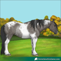 Horse Color:Grullo Tobiano Rabicano 
