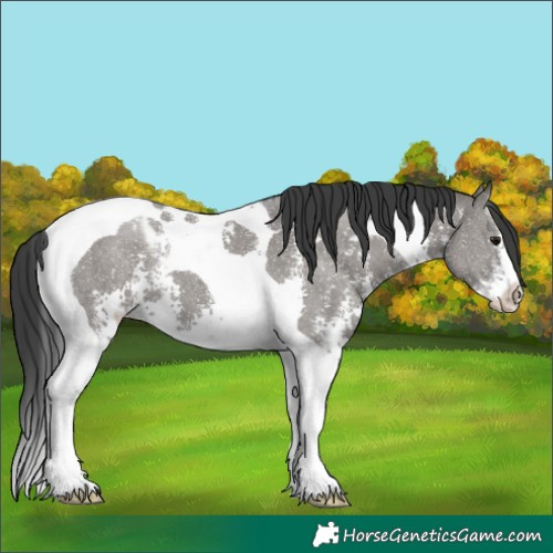 Horse Color:Grullo Sabino Tobiano 