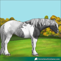 Horse Color:Black Tobiano Rabicano 