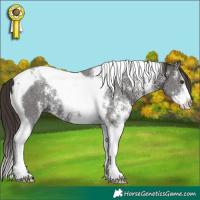 Horse Color:Liver Chestnut Sabino Tobiano