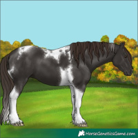 Horse Color:Liver Chestnut Tobiano 