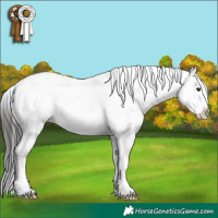 Horse Color:Liver Chestnut Sabino