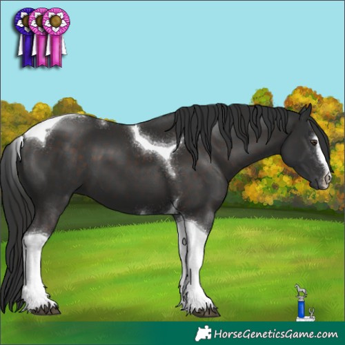 Horse Color:Liver Chestnut Sabino Tobiano 