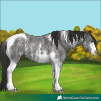 Horse Color:Liver Chestnut Sabino Tobiano 