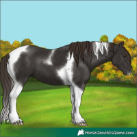Horse Color:Liver Chestnut Tobiano 