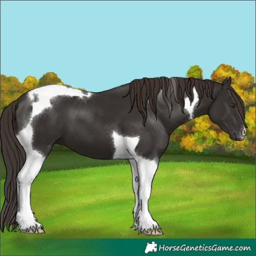 Horse Color:Liver Chestnut Tobiano 