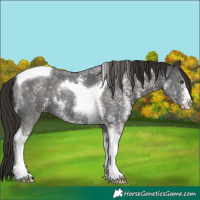 Horse Color:Liver Chestnut Sabino Tobiano
