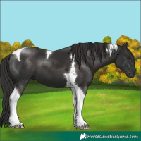 Horse Color:Liver Chestnut Tobiano 