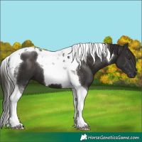 Horse Color:Liver Chestnut Tobiano 