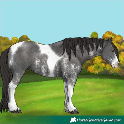 Horse Color:Liver Chestnut Sabino Tobiano