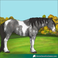 Horse Color:Liver Chestnut Sabino Tobiano 
