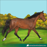 Horse Color:Bay 