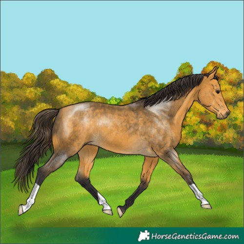 Horse Color:Buckskin 