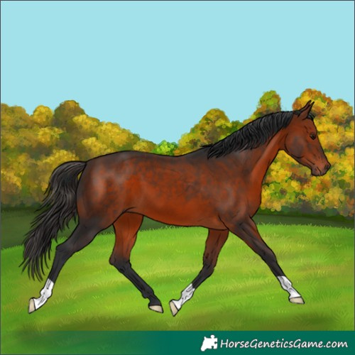 Horse Color:Bay 